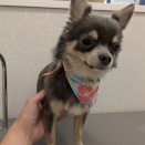 チワワ　シャンプー　新瑞橋店　粕谷