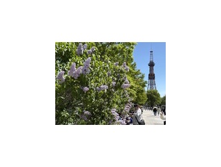 大通公園のライラック
