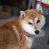 『5月28日（土）〜29日（日）のオープンについて』の画像