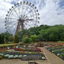 チューリップとバラの様子