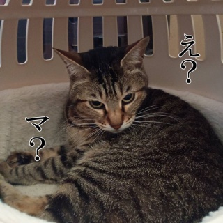 moroのハンドメイド