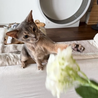 猫、何でもオモチャにする
