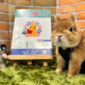 プロケージのすゝめ : うさぎブログ うさぎのしっぽ公式ブログ「日々