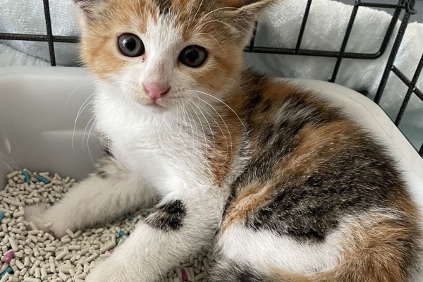 保護猫さんの徒然日記 - 三毛猫