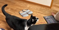 自己主張