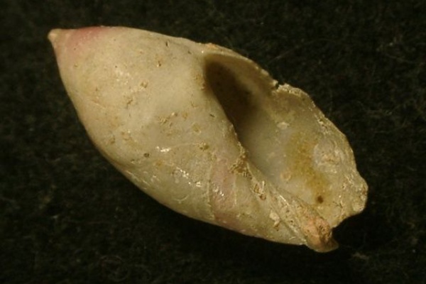 E*s様 激レア　美品　熊本県産　マボロシリュウグウボタル 激レア 欠けアリ 熊本県産 マボロシリュウグウボタル - メルカリ