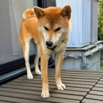 風太通信～柴犬風太の日記帳