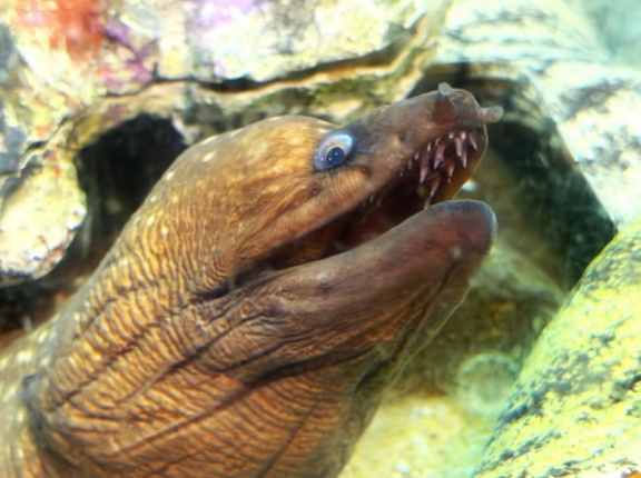 佐世保を巡ると電子マネーが貰える！「させぼ満喫！デジタルスタンプラリー」