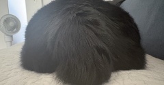 アヤちゃんの短いしっぽ