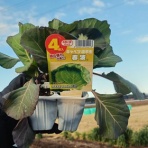 小作人の道楽日記