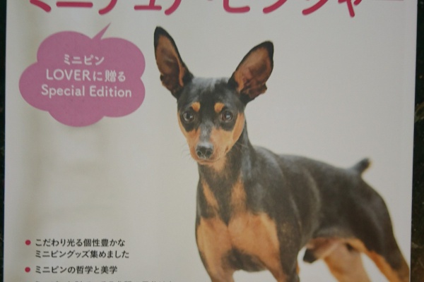 わんこの日記 φ▽．．▽ Wicked Angel miniature pinscher