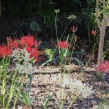 『安行の彼岸花』の画像