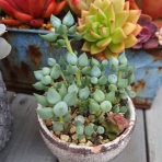 ロココのやさしい時間