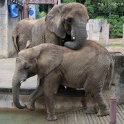 今年の見納め?!プールで遊ぶ砥愛ちゃん