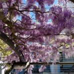 スイスの街角から