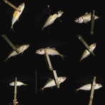 シーバス&ライトゲームな日々