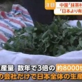 【ﾌｧﾝｻﾏﾘｨ】中国で「抹茶」生産が拡大、日本と同じ栽培法で半額以下　１社だけで日本全体の生産量を上回る