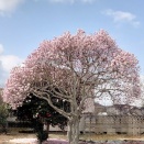 　通り道から見えました。