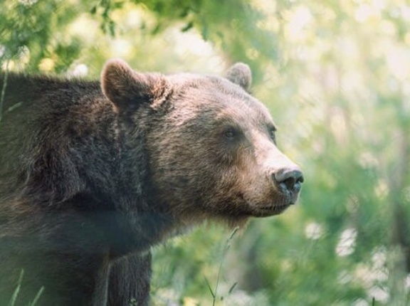 ヒグマ捕獲「シカと同報酬は変」　北海道・鈴木知事が国に増額要望