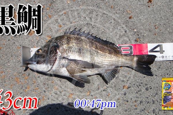 ツリアルクアラウンド 周防大島の黒鯛釣り