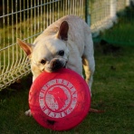 ﾌﾚﾝﾁﾌﾞﾙﾄﾞｯｸﾞまさお日記