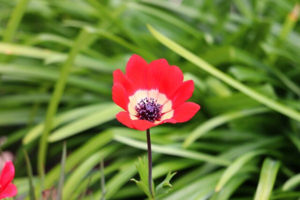 モナガーデン 中西園芸のblog 花 植木