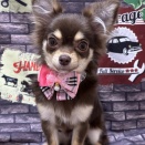 チワワ　シャンプー　別府店　児玉