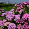 紫陽花②