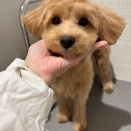 トリミングブログ　トイプードル　シャンプーカット　橋本