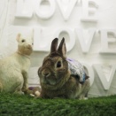 3月7日のグルーミングフォト