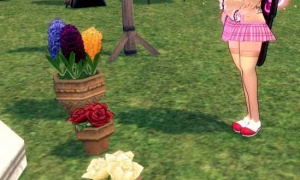 白い・赤いバラのプランター、ヒヤシンスと比べて小さい