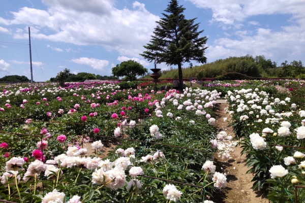 群馬と近県の名所アルバム 牡丹 芍薬