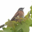今日見た野鳥　ホオジロ・ヒヨドリ・キジバト・キジ