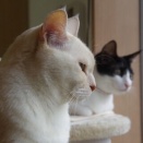 過去ブログから ☆ライオンとキラキラ対決♪