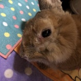 『自粛中（？）の娘』の画像