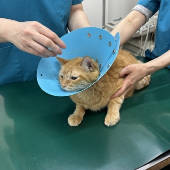 猫が慢性腎臓病ステージ3と言われたのに数値が正常に戻った話　【中編】
