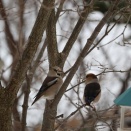 【冬の庭】そ～っとそ～っと落ちないように横歩き♪でも最後はやっぱり・・・！