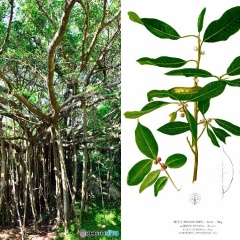 世界のバイオーム② 亜熱帯雨林の気候・植物・動物・特徴