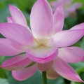 2025 鹿央 里やま花めぐり～蓮
