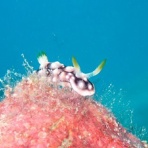 石垣島ダイビングブログ