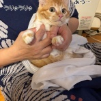 猫とお酒と日々のこと