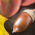 「ドングリは絶対に燃やすな！冗談じゃなくマジで燃やすな！」→理由があまりにも恐ろしすぎたんだけど…