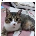 【画像】5chに現れた天才『タスマニアたけし』の文章、絶対に真似できない…