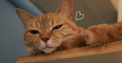 今年の紫陽花の挿木は…