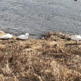 『白鳥3羽【長野県岡谷市】』の画像