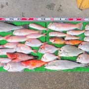 2025年12月2日　釣果