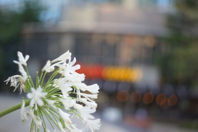 COSINA COSINON AUTO 50mm f1.8（M42） : 会計士によるバリューアップ 