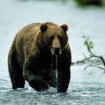 北海道でクマと追いかけっこしたったｗｗｗｗｗｗｗ