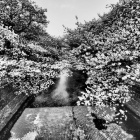 『ドラマチックトーンIIによるモノクロ桜　2021/04/23』の画像