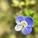 春の里山歩き（2）